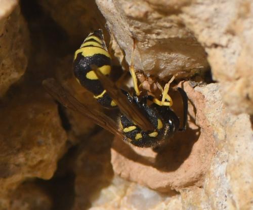 Eumenes sp.